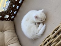 Kedimiz mia için güzel bir yuva arıyoruz