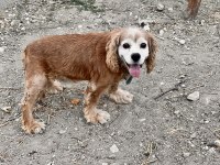 Konya American Cocker Köpeğimiz