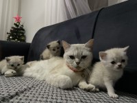 Güzel british shorthair bebeklerim yuvalarına gitmeye hazır