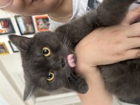 British shorthair 3 yaşında kedimiz