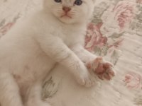British shorthair kedi yavrusu