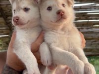 Husky Yavruları