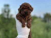 Sağlık Ve Irk Garantili Toy Poodle Yavrularımız 