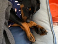 3 AYLIK ERKEK DOBERMAN AŞILARI VE TÜM BAKIMI TAMAM
