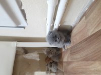 Safkan orjinal british shorthair yavrular