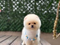Muhteşem Güzellikte Pomeranian Boo Yavrular