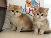 Ankaranın en elit golden british shorthair yavruları
