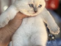 A kalite scottish fold ve british shorthair yavrularımız
