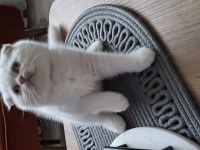 Beyaz sevimli scottish fold erkek yavru