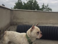 Ücretli verilecek köpeğimiz