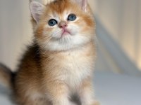 Golden British Shorthair