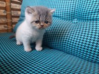 Egzotik İran Kedisi