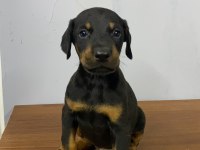 Estetikli veya estetiksiz doberman yavrular