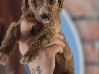 Ruhsatlı Çiftliğimizden dev poodle yavruları
