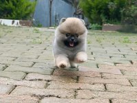 Dişi 3 aylık teacup boy teddy bear garantili pomeranian