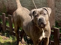 Cane corso dişi