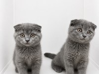 Scottish Fold Blue Yavrular