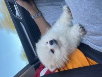 Klinik borcu karşılığında pomeranian