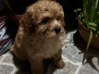 sağlık ve ırk garantili poodle yavrular