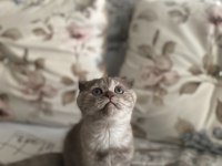 2 buçuk aylık dişi scottish fold