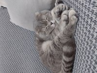Sahiplendirilecek Scottish Fold Kedimiz