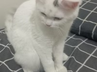 British shorthair kedimize yuva arıyoruz