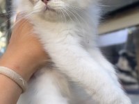 British Longhair Golden Point Erkek