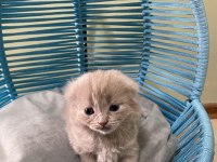 Scottish fold yavrularımız