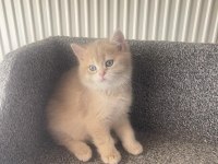 British longhair yavru kedimiz