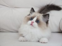 Full şecereli ragdoll yavruları
