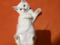 Dünya Güzeli British Shorthair bebeklerim