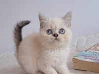 British Shorthair Point Dişi
