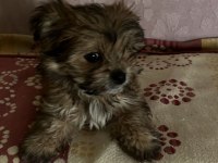 Yorkienese Terrier