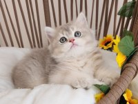ÇOK ÖZEL SAFKAN BRITISH BLUE GOLDEN-GOLDEN YAVRULAR HAZIR