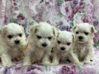 MALTESE YAVRULARI