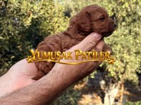 RED TOY POODLE