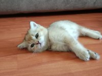 Safkan British Shorthair Yavruları
