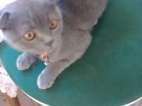 Kırık kulak scottish fold