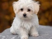 Maltese Terrier Xs Sıfır Numara Uyumlu Ve Oyuncu