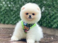 A Kalite Pomeranian Boo