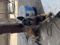 5 aylık dişi belçika kurdu