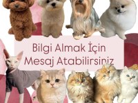 SEVİMLİ KORE TOY POODLE BEBEKLER