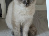 Güzel scottish fold kız