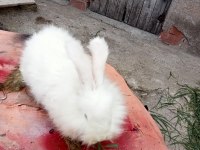 Üç adet hollanda lopu ve iki adet angora tavşanı