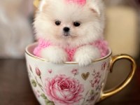 POMERANİAN MİKRO BOY PRENSES