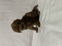 Irk ve sağlık garantili toy poodle bebekler
