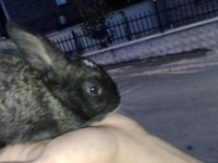HER CİNSTEN CÜCE MİNİ LOP TAVŞAN YAVRUSU BULUNUR
