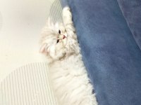 British longhair ns 11 silver