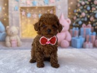 Toy poodle köpeği yavrular