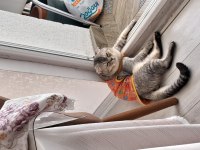 Scottish fold oğlumuza yeni yuva aranıyor
